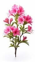 Photo of beautiful Azalea flower isolated on white background. Generative AI