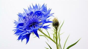 Photo of beautiful Cornflower flower isolated on white background. Generative AI