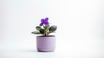 Photo of Violet flower in pot isolated on white background. Generative AI