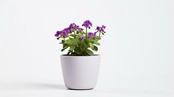 Photo of Rockcress flower in pot isolated on white background. Generative AI