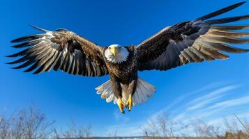 Photo of a Eagle under Blue Sky. Generative AI