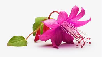 Photo of beautiful Fuchsia flower isolated on white background. Generative AI