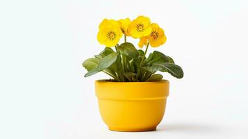 Photo of Primrose flower in pot isolated on white background. Generative AI