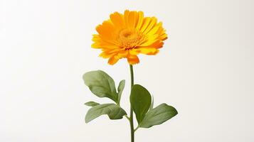 Photo of beautiful Calendula flower isolated on white background. Generative AI