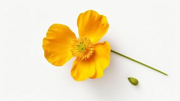 Photo of beautiful Buttercup flower isolated on white background. Generative AI