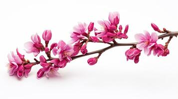 Photo of beautiful Redbud flower isolated on white background. Generative AI