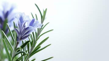 Photo of beautiful Rosemary flower isolated on white background. Generative AI