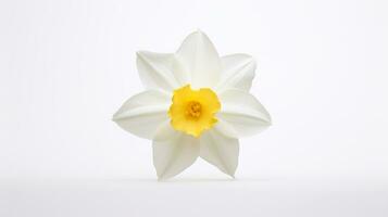 Photo of beautiful Narcissus flower isolated on white background. Generative AI