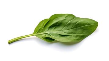 Photo of Spinach isolated on white background. generative ai