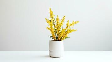 Photo of Goldenrod flower in pot isolated on white background. Generative AI