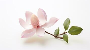 Photo of beautiful Magnolia flower isolated on white background. Generative AI