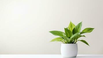 Photo of Hosta flower in pot isolated on white background. Generative AI