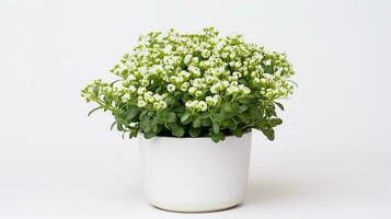 foto de dulce alyssum flor en maceta aislado en blanco antecedentes. generativo ai