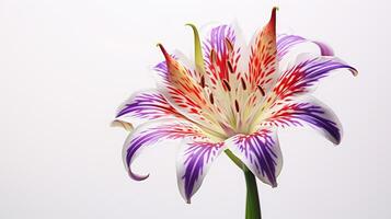 Photo of beautiful Harlequin flower flower isolated on white background. Generative AI