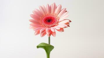 Photo of beautiful Gerbera flower isolated on white background. Generative AI