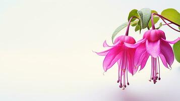 Photo of beautiful Fuchsia flower isolated on white background. Generative AI