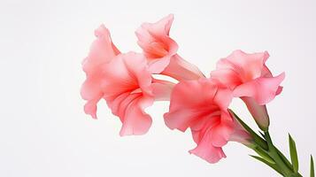 Photo of beautiful Gladiola flower isolated on white background. Generative AI