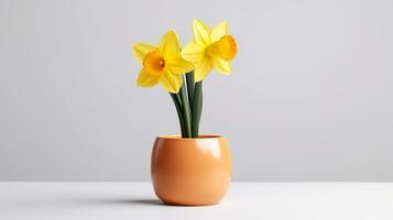 Photo of Daffodil flower in pot isolated on white background. Generative AI