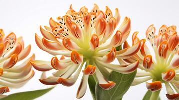 Photo of beautiful Milkweed flower isolated on white background. Generative AI