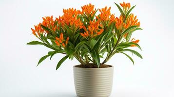 Photo of Butterfly Weed flower in pot isolated on white background. Generative AI