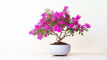 Photo of Bougainvillea flower in pot isolated on white background. Generative AI