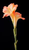 Photo of beautiful Gladiolus flower isolated on white background. Generative AI