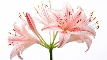 Photo of beautiful Fairy Lily flower isolated on white background. Generative AI