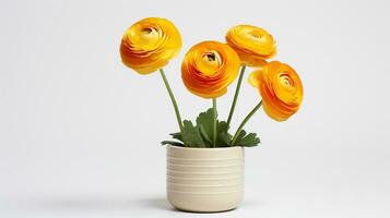 Photo of Ranunculus flower in pot isolated on white background. Generative AI