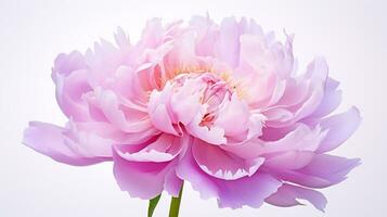 Photo of beautiful Peony flower isolated on white background. Generative AI