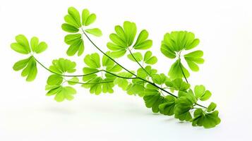 Photo of beautiful Maidenhair Fern flower isolated on white background. Generative AI