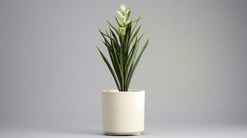 Photo of Yucca flower in pot isolated on white background. Generative AI