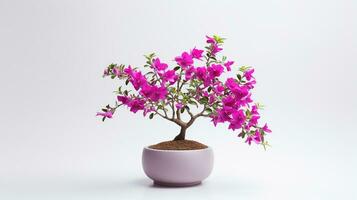 Photo of Bougainvillea flower in pot isolated on white background. Generative AI