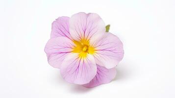 Photo of beautiful Primrose flower isolated on white background. Generative AI