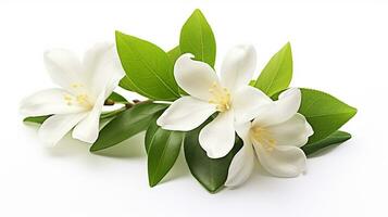 Photo of beautiful Jasmine flower isolated on white background. Generative AI