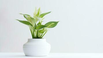 Photo of Hosta flower in pot isolated on white background. Generative AI