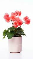 Photo of Begonia flower in pot isolated on white background. Generative AI