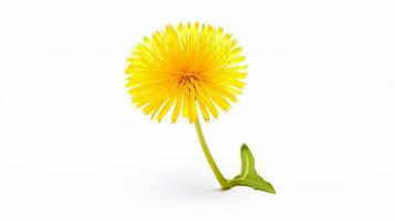 Photo of beautiful Dandelion flower isolated on white background. Generative AI