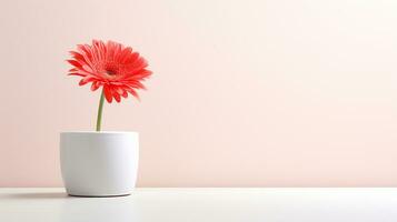 Photo of Gerbera flower in pot isolated on white background. Generative AI