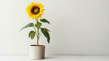 Photo of Sunflower in pot isolated on white background. Generative AI