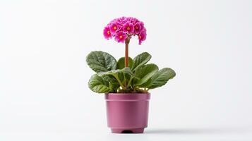 Photo of Primula flower in pot isolated on white background. Generative AI