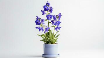 Photo of Delphinium flower in pot isolated on white background. Generative AI