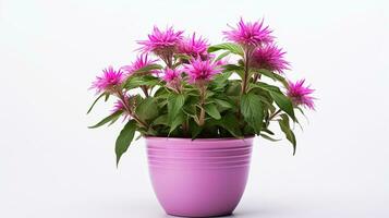 Photo of Monarda flower in pot isolated on white background. Generative AI