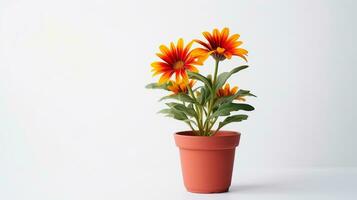 Photo of Gaillardia flower in pot isolated on white background. Generative AI