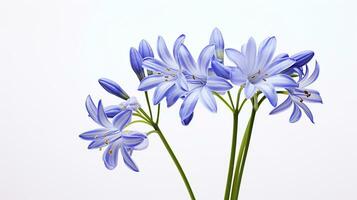 Photo of beautiful Squill flower isolated on white background. Generative AI