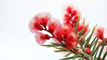 Photo of beautiful Bottlebrush flower isolated on white background. Generative AI