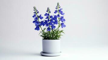 Photo of Delphinium flower in pot isolated on white background. Generative AI