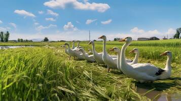 Photo of a Geese in the Farmland. Generative AI