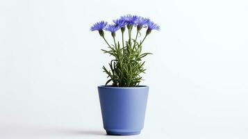 Photo of Cornflower in pot isolated on white background. Generative AI