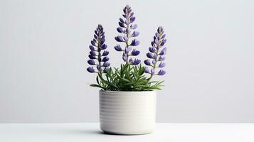 Photo of Lupine flower in pot isolated on white background. Generative AI