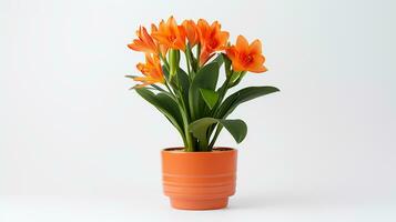 Photo of Clivia flower in pot isolated on white background. Generative AI